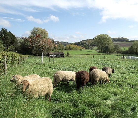 Nach dem Almabtrieb, © Touristik-Büro Vordereifel