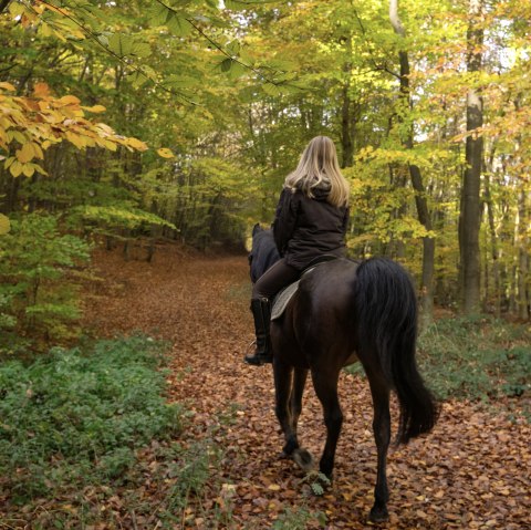 Auseiten im Wald, © Laura Rinneburger