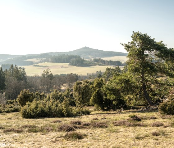 Ausblick in die Eifel und auf Wacholder am Traumpfad Bergheidenweg, © Eifel Tourismus GmbH, D. Ketz