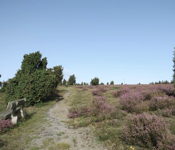 blühende Heide auf dem Wabelsberg, © Foto: Svenja Schulze-Entrup, Quelle: Touristik-Büro Vordereifel