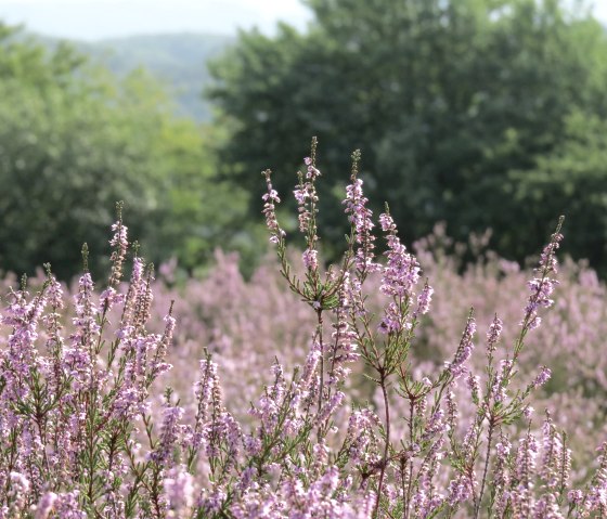 Blühende Heide bei Langscheid, © Foto: Svenja Schulze-Entrup, Quelle: Touristik-Büro Vordereifel