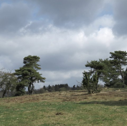 Die Blumenrather Heide, © Foto: Svenja Schulze-Entrup, Quelle: Touristik-Büro Vordereifel