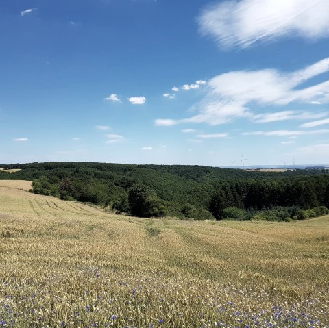 Wiesen und Felder rund um Reudelsterz, © Foto: Svenja Schulze-Entrup, Quelle: Touristik-Büro Vordereifel