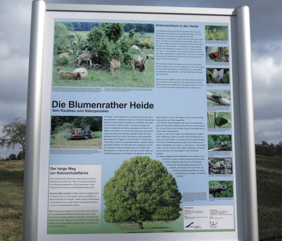 Infotafel zur Blumenrather Heide, © Foto: Svenja Schulze-Entrup, Quelle: Touristik-Büro Vordereifel