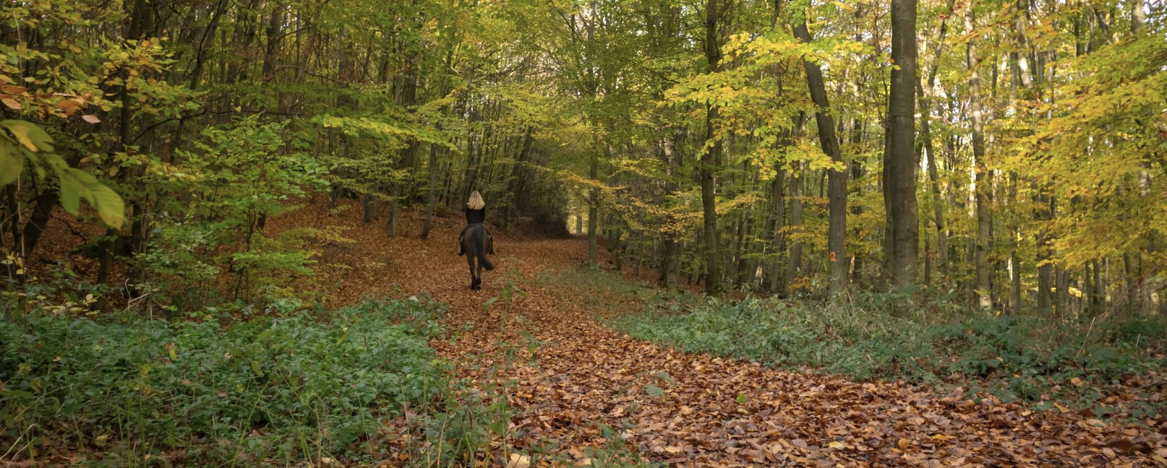 Ausreiten im Wald im Herbst, © Laura Rinneburger