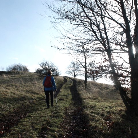 Hinauf zum Ettringer Bellerberg, © Foto: Laura Rinneburger, Quelle: Touristik-Büro Vordereifel