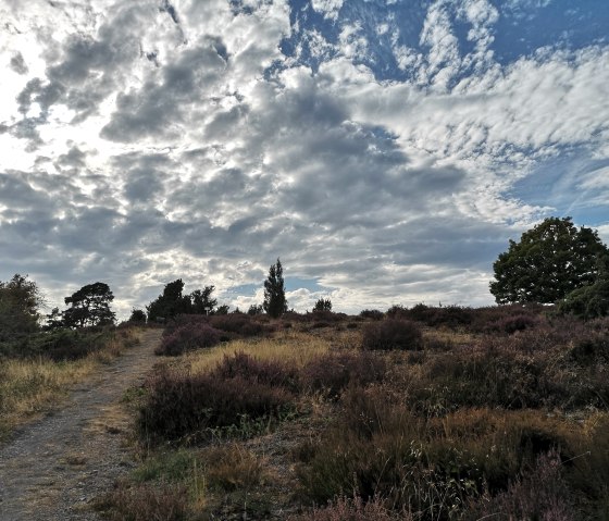 Wacholderheide Langscheid, © Laura Rinneburger