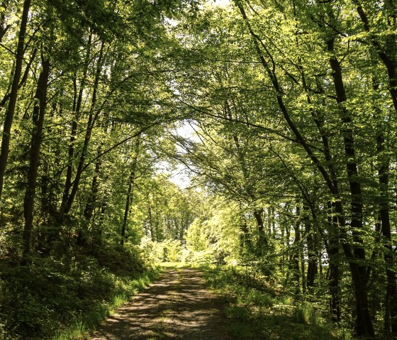 Traumhafte Wald unf Feldpassagen, © Laura Rinneburger