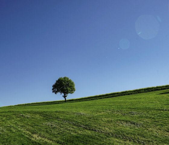 Baum am Sonnenrundweg Herresbach, © Laura Rinneburger