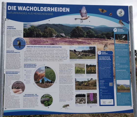Infotafel zur Wacholderheide, © Foto: Svenja Schulze-Entrup, Quelle: Touristik-Büro Vordereifel