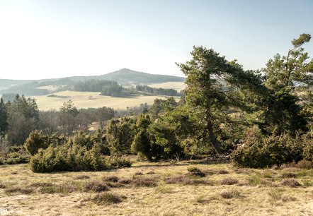 Ausblick in die Eifel und auf Wacholder am Traumpfad Bergheidenweg, © Eifel Tourismus GmbH, D. Ketz