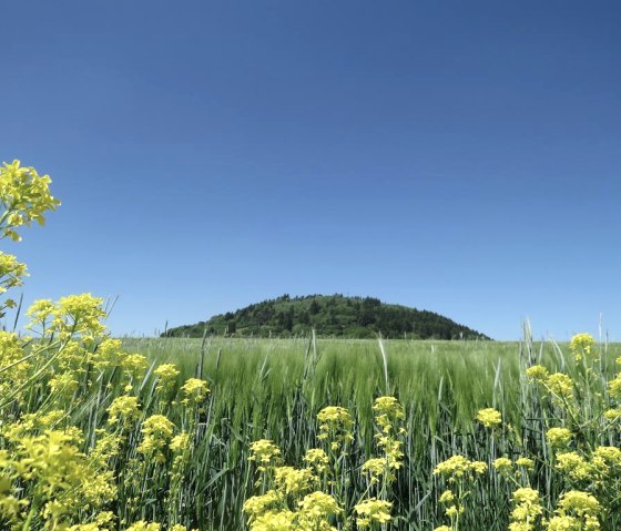 Blick auf den Hochsimmer, © Foto: Svenja Schulze-Entrup, Quelle: Touristik-Büro Vordereifel