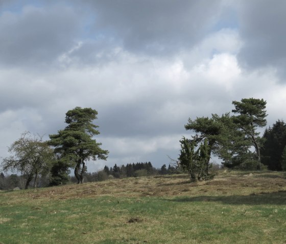 Die Blumenrather Heide, © Foto: Svenja Schulze-Entrup, Quelle: Touristik-Büro Vordereifel