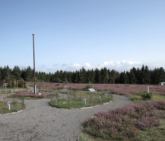 Heidegarten auf dem Wabelsberg, © Foto: Svenja Schulze-Entrup, Quelle: Touristik-Büro Vordereifel