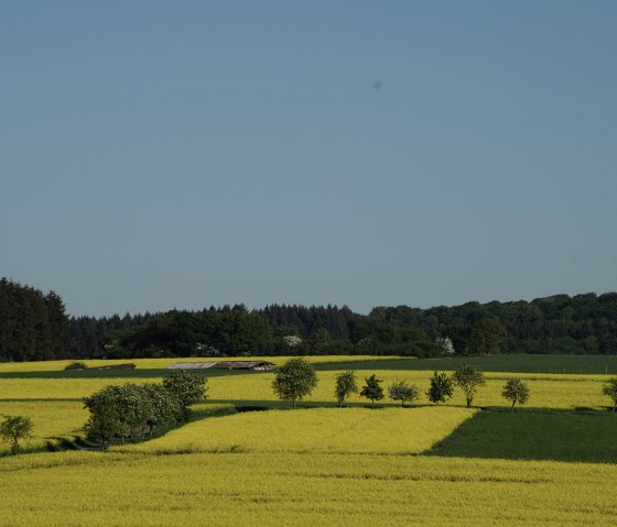 Wiesbachtalweg in Weiler/ Eifel, © Laura Rinneburger