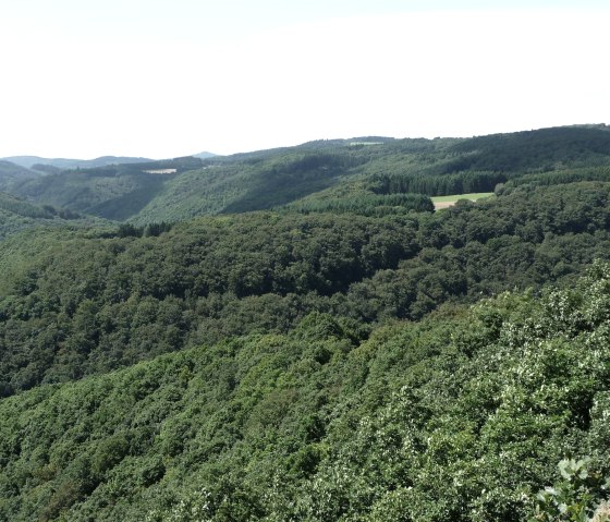 Traumhafte Wälder, © Foto: Laura Rinneburger, Quelle: Touristik-Büro Vordereifel