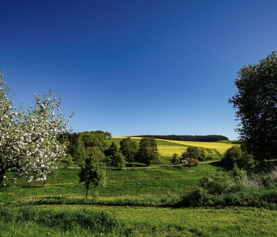 Der Sonnenrundweg Herresbach führt durch herrliche Täler, © Laura Rinneburger