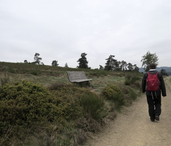 Wacholderheiden, © Foto: Svenja Schulze-Entrup, Quelle: Touristik-Büro Vordereifel