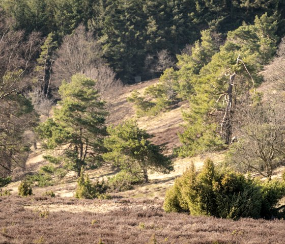 Heide und Wacholder am Ausblick in die Eifel und auf Wacholder am Traumpfad Bergheidenweg, © Eifel Tourismus GmbH, D. Ketz