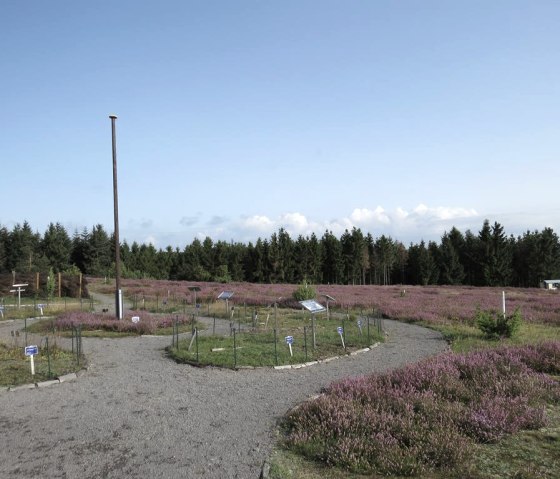 Heidegarten am Wabelsberg, © Foto: Svenja Schulze-Entrup, Quelle: Touristik-Büro Vordereifel