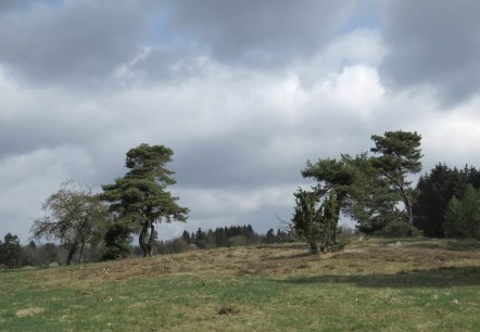 Die Blumenrather Heide, © Foto: Svenja Schulze-Entrup, Quelle: Touristik-Büro Vordereifel