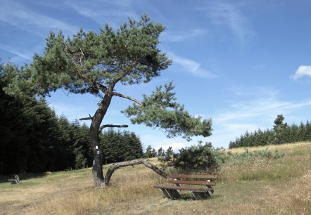 wacholderheide-bei-arft, © Svenja Schulze-Entrup