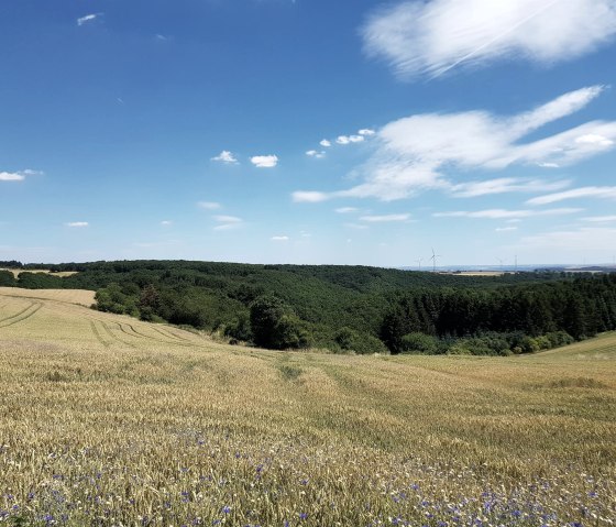 Wiesen und Felder rund um Reudelsterz, © Foto: Svenja Schulze-Entrup, Quelle: Touristik-Büro Vordereifel