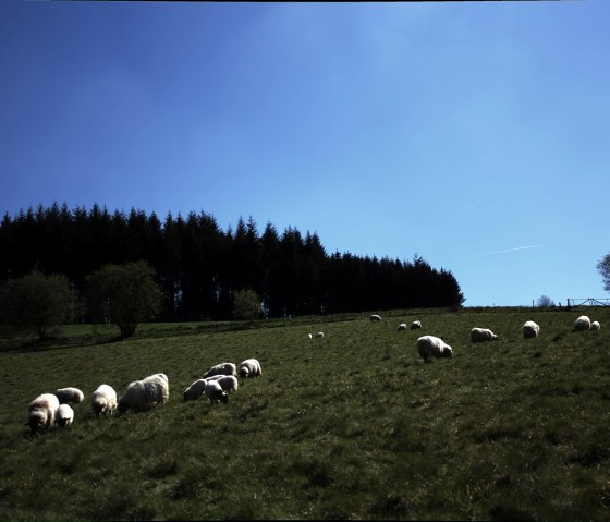 Schafe am Jodokusweg, © Laura Rinneburger