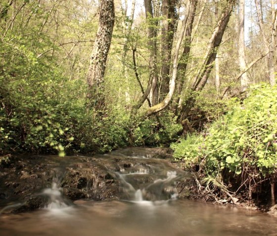 Klosterbach, © Laura Rinneburger