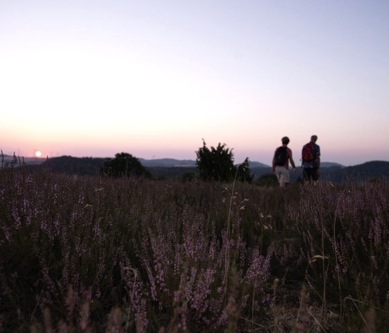 Wacholderheide Langscheid, © Laura Rinneburger