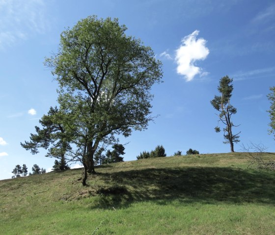 wacholderheide-arft, © Svenja Schulze-Entrup