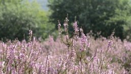 Blühende Heide bei Langscheid, © Foto: Svenja Schulze-Entrup, Quelle: Touristik-Büro Vordereifel