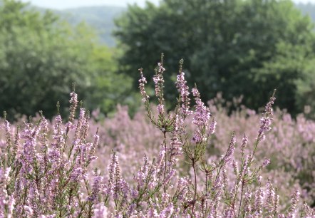 Blühende Heide bei Langscheid, © Foto: Svenja Schulze-Entrup, Quelle: Touristik-Büro Vordereifel