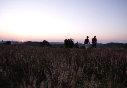 Wacholderheide Langscheid, © Laura Rinneburger