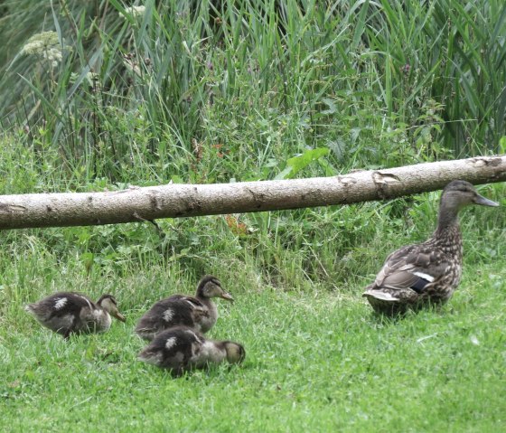 Entenfamilie am Morswiesener Weiher, © Foto: Svenja Schulze-Entrup, Quelle: Touristik-Büro Vordereifel