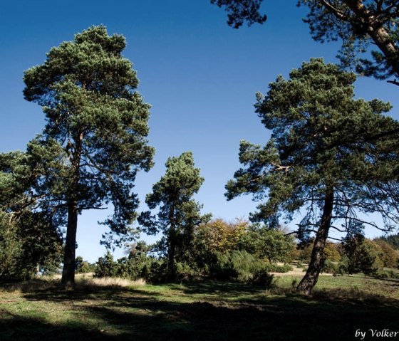 Wacholderheide bei Arft, © Foto: Volker Windheuser, Quelle: Ortsgemeinde Arft