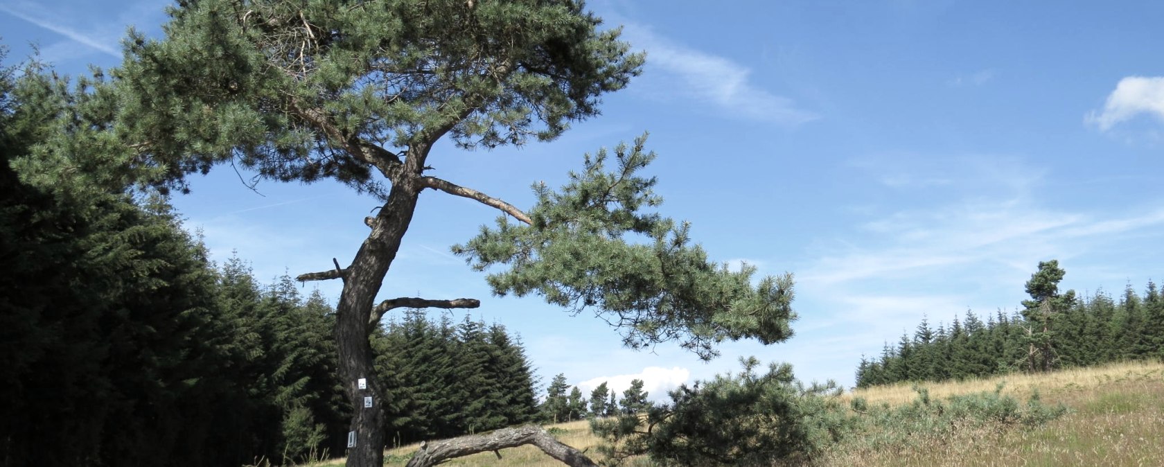 wacholderheide-bei-arft, © Svenja Schulze-Entrup