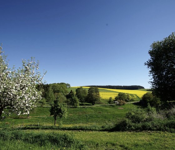Wiesen und Felder rund um Herresbach, © Foto: Laura Rinneburger, Quelle: Touristik-Büro Vordereifel