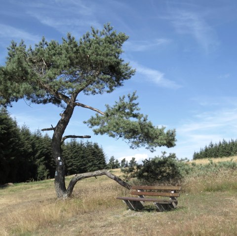 wacholderheide-bei-arft, © Svenja Schulze-Entrup